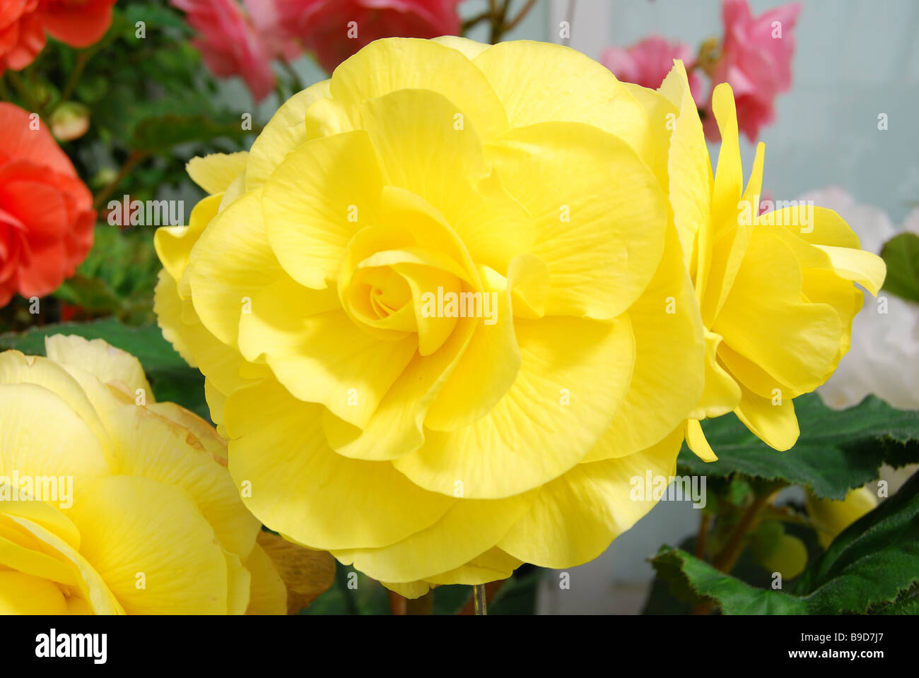 Gelbe Begonien im Gewächshaus, Botanischer Garten, Christchurch, Canterbury, Südinsel, Neuseeland Stockfoto