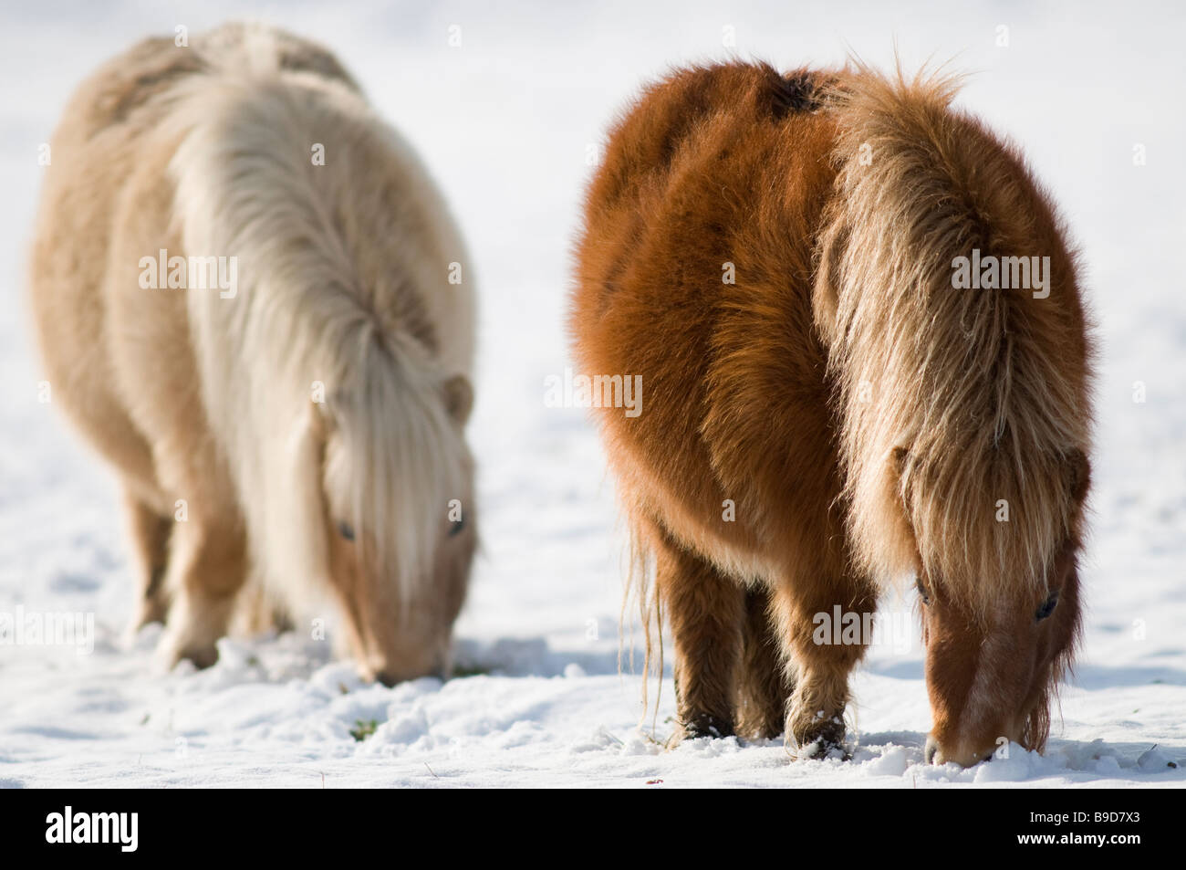 Miniatur-Shetland-Ponys im Schnee UK Stockfoto