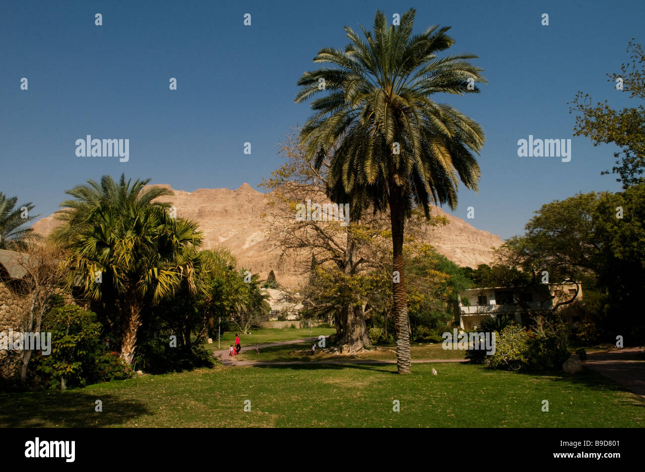 Palmen im Kibbutz Ein Gedi in der Nähe von Toten Meer Israel Stockfoto