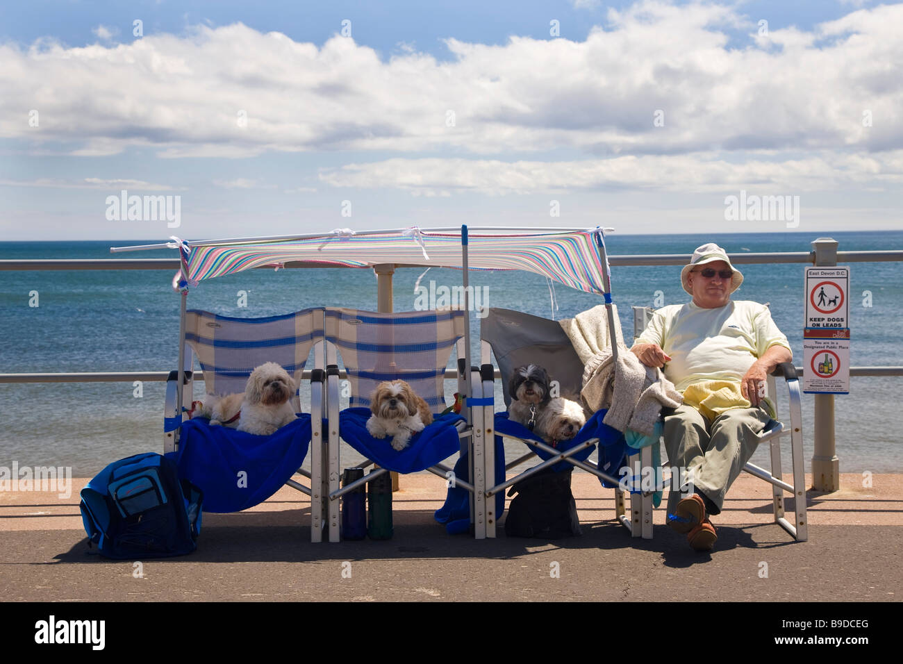Mann mit Hunden am Meer Sidmouth Devon UK Stockfoto