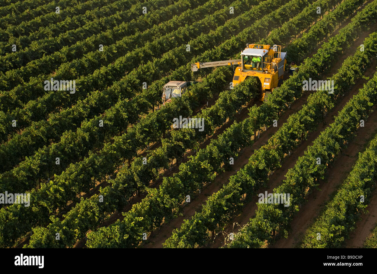 Luftbild der Maschine Ernte Wein Trauben, Australien. Stockfoto