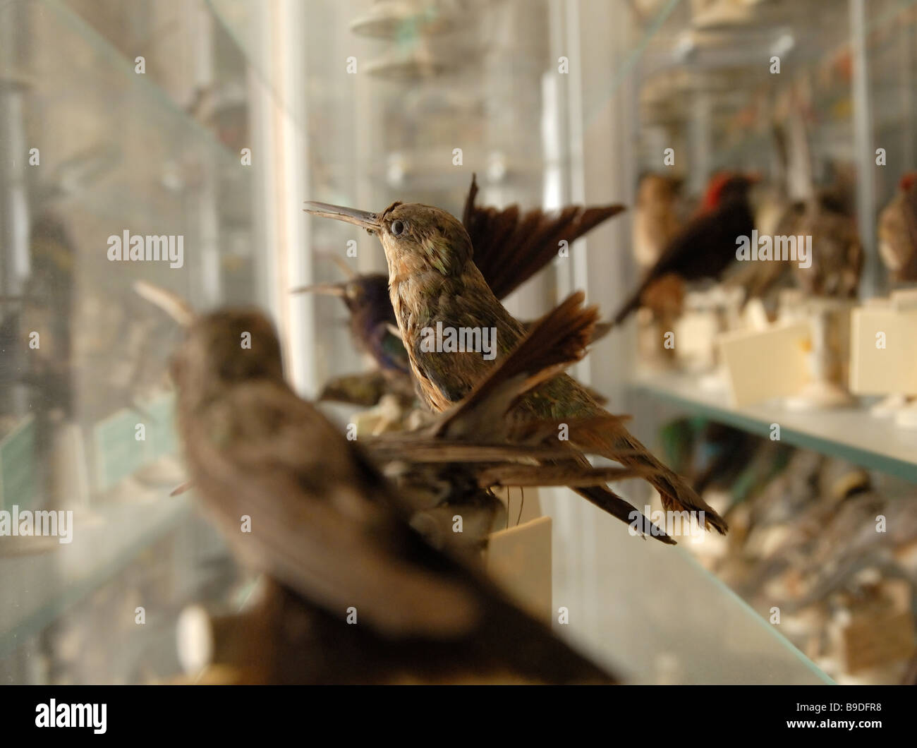 Vogel Ausstellungen am Museum of Natural History, Lille, Frankreich Stockfoto