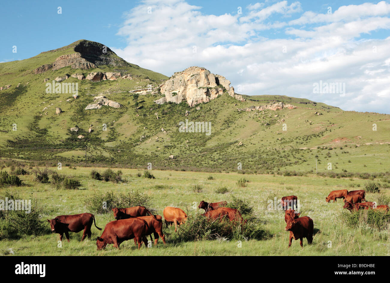 Kühe in der Nähe von Golden Gate HIghlands National Park in Südafrika Stockfoto