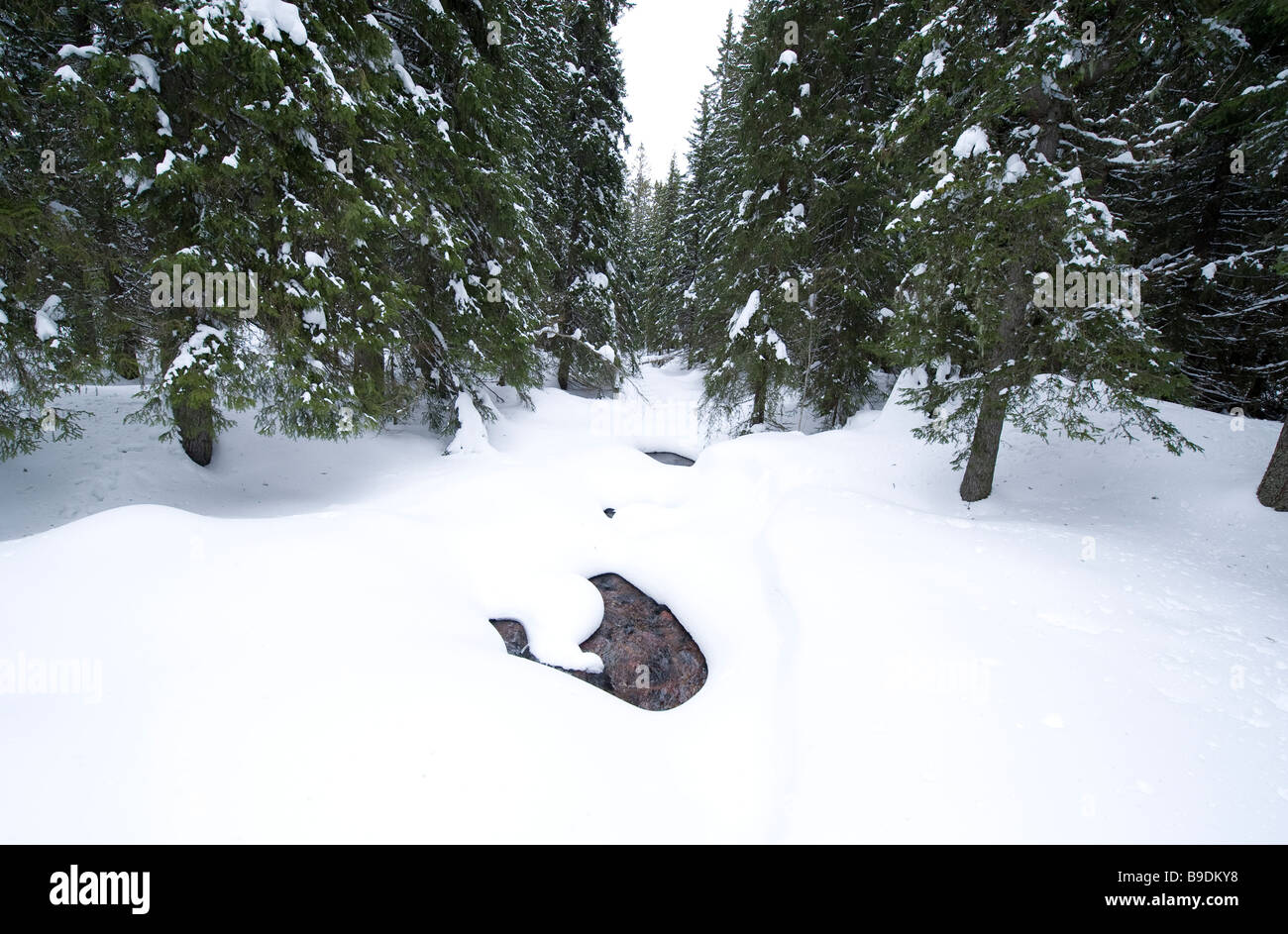 Schwedische Winterwald, Dalarna, Schweden Stockfoto