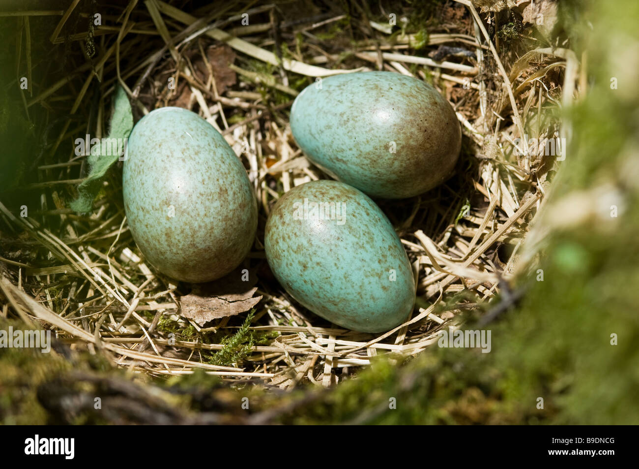 Eine Amsel Nest, mit drei Eiern in. Stockfoto