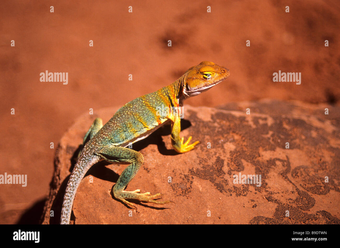 eine bunte Eidechse in der Colorado-Wüste Stockfoto