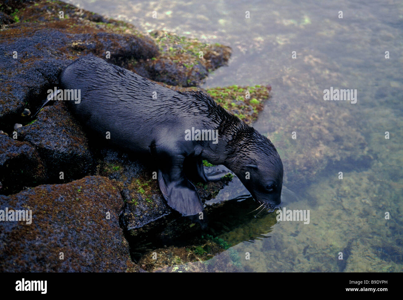Kalifornien Seelöwen pup, Zalophus Californianus, James Island, Insel Santiago, Galapagos-Inseln, Ecuador, Südamerika Stockfoto