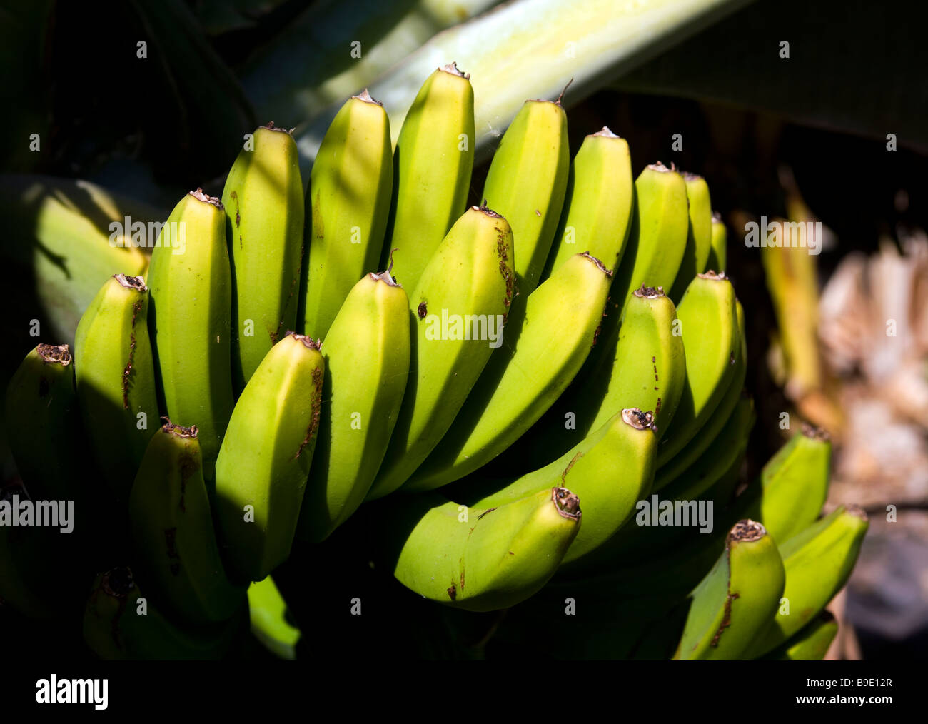 Bananen wurde La Gomera Kanarische Insel The Banana auf die Kanarischen Inseln im 16. Jahrhundert eingeführt. Stockfoto