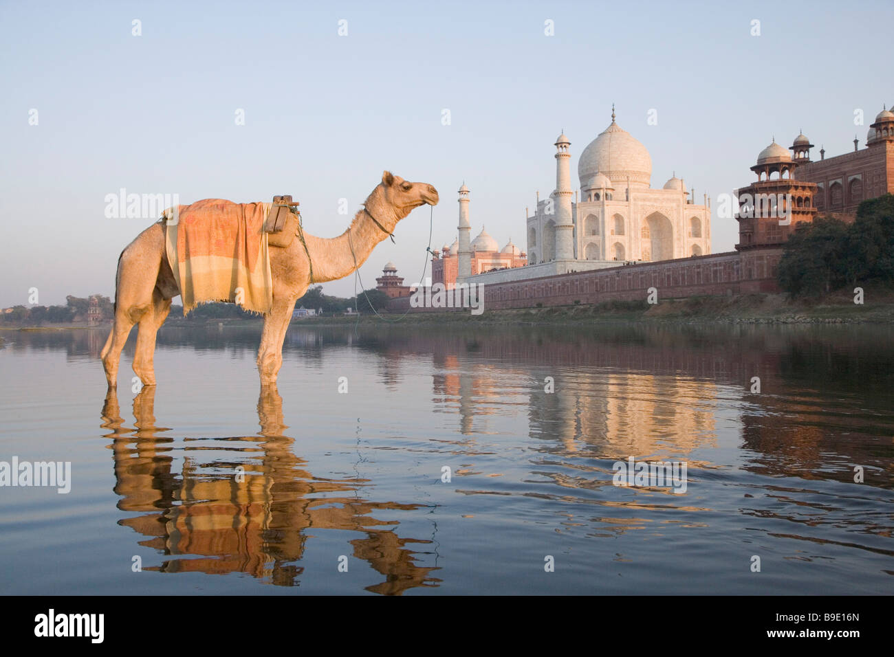 Kamel im Fluss mit einem Mausoleum im Hintergrund, Taj Mahal, Fluss Yamuna, Agra, Uttar Pradesh, Indien Stockfoto