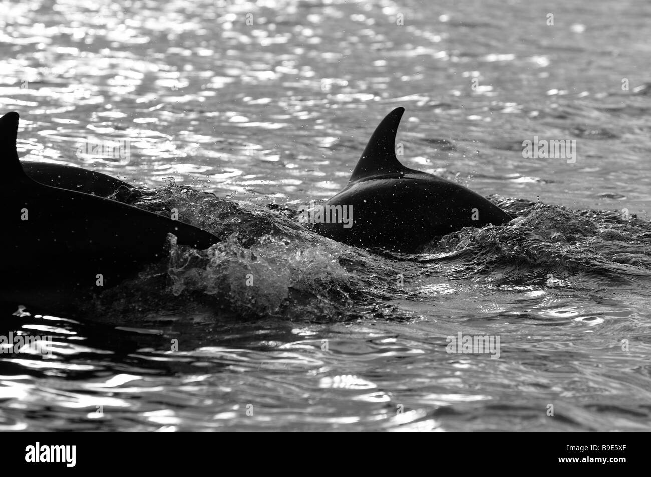 Delfine im Indischen Ozean in der Nähe von Afrika Stockfoto