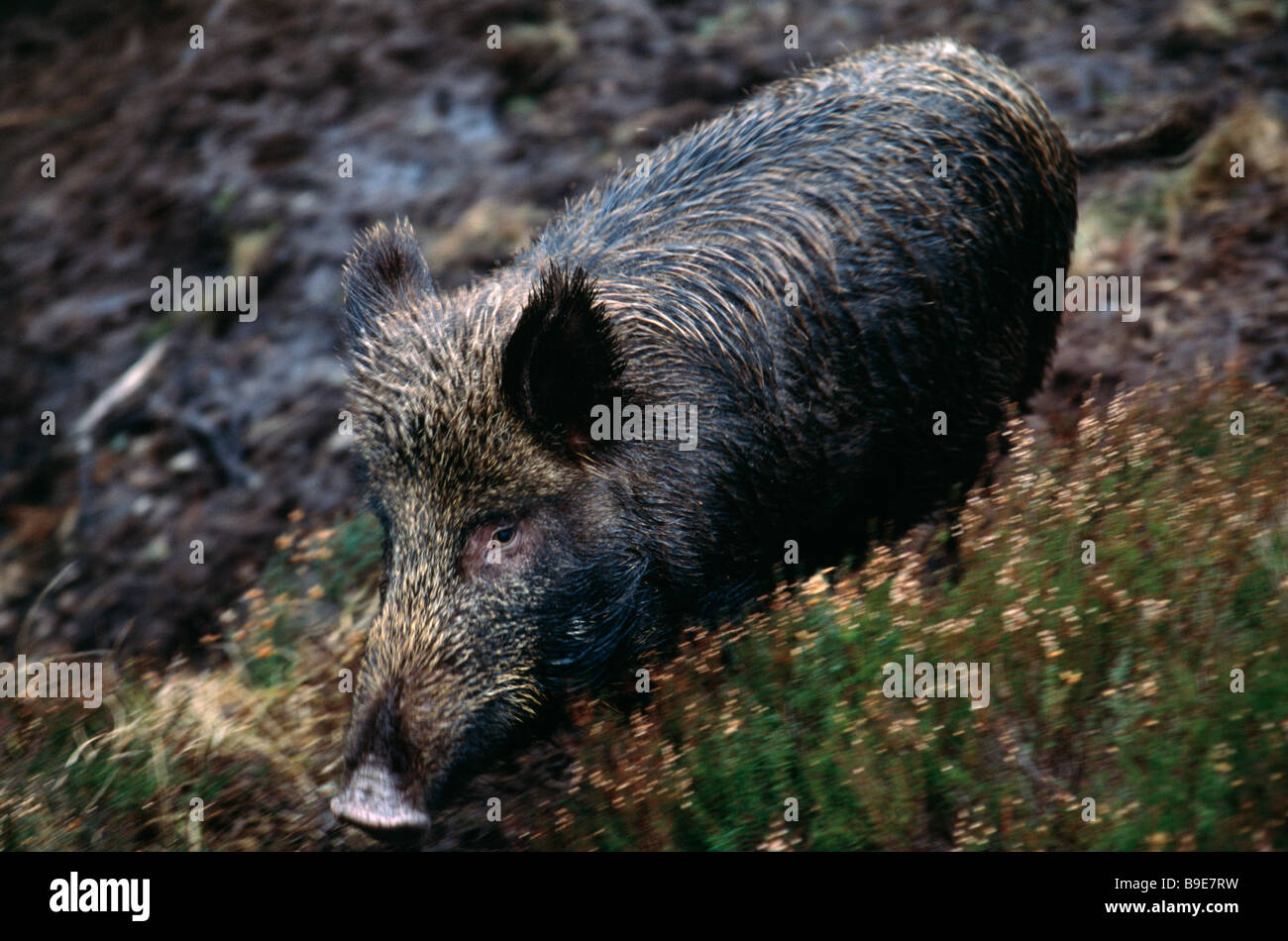 Wildschwein läuft über Heather Stockfoto