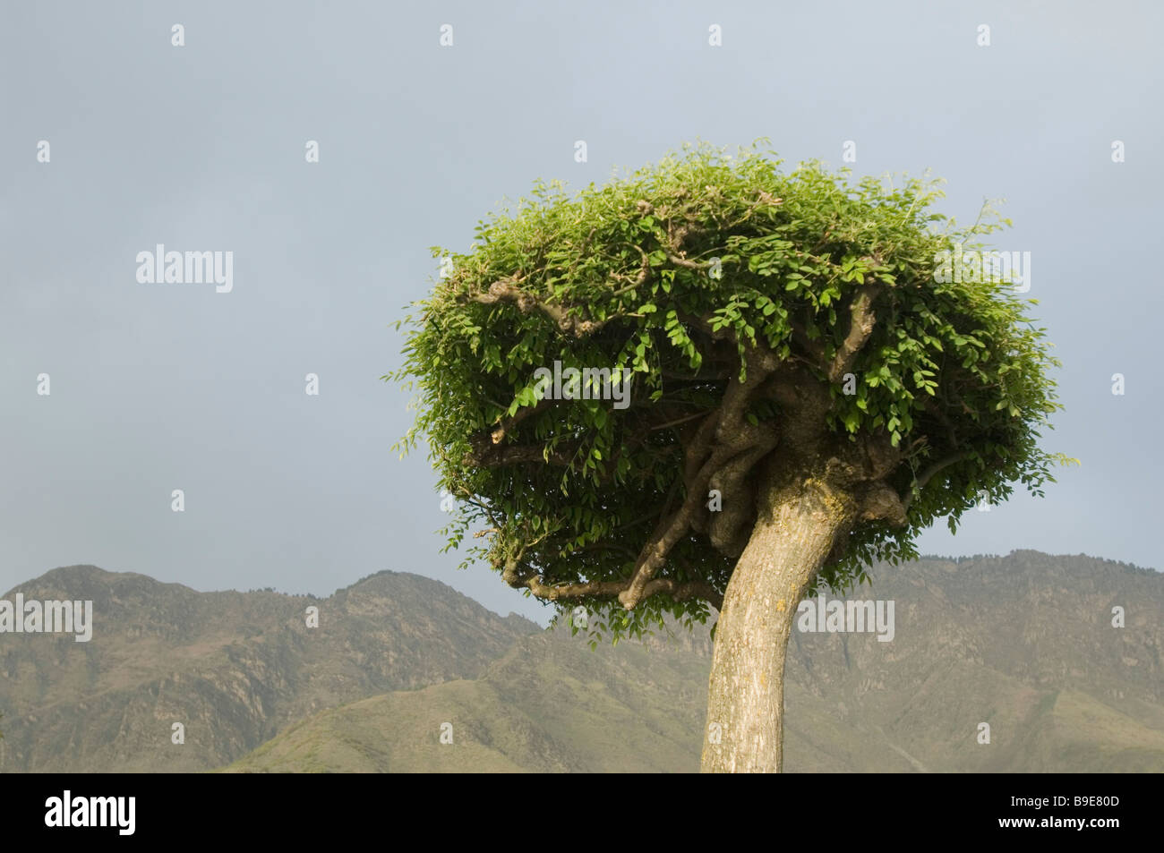 Baum in einem Garten mit einem Berg im Hintergrund, Nishat Garten, Dal Lake, Srinagar, Jammu und Kaschmir, Indien Stockfoto