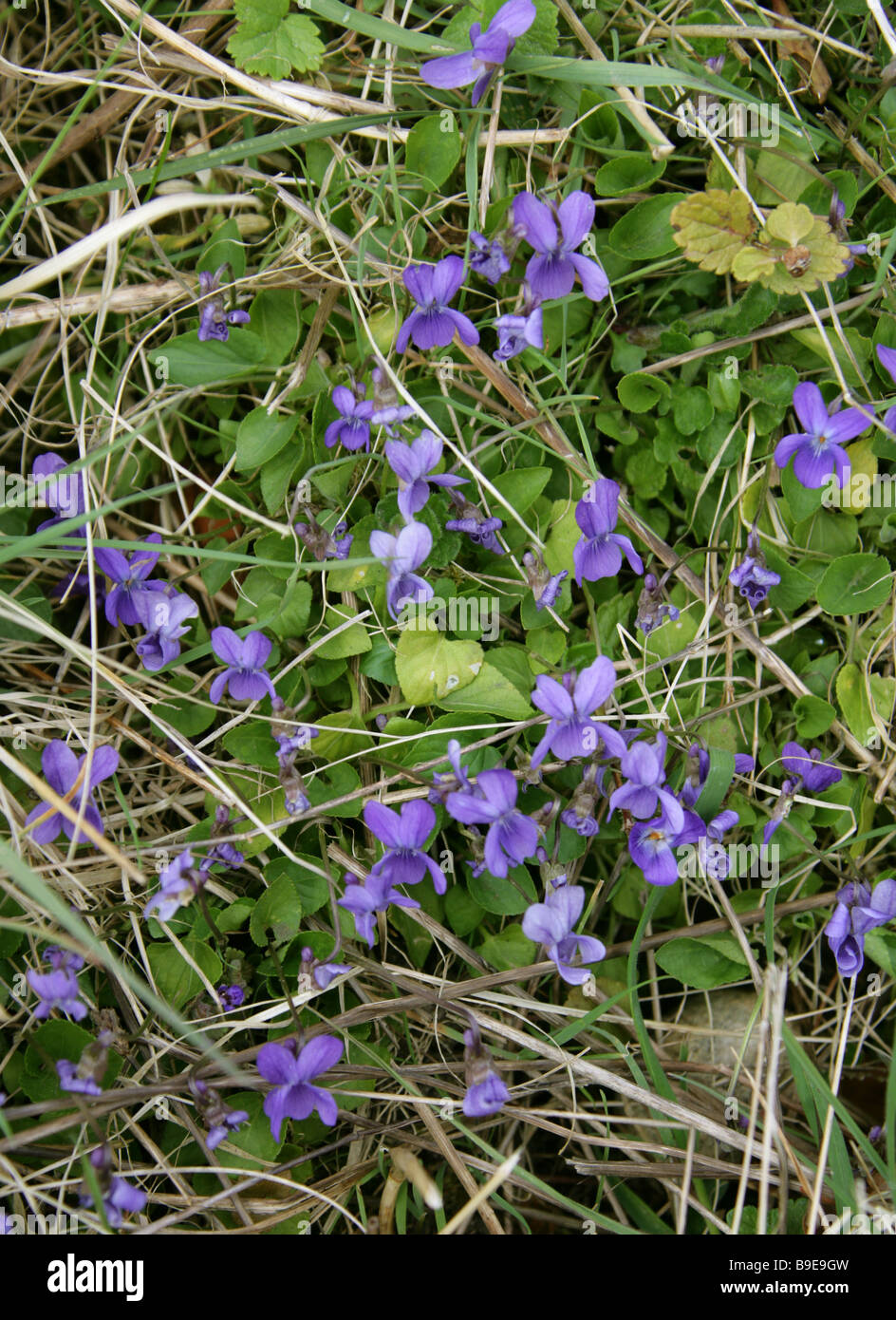 Gemeinsamen Hund Violet, Viola Riviniana, Violaceae Stockfoto