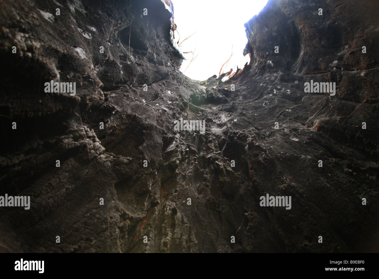 Der Baumriesen im Valley of the Giants Walpole verbrannten hohlen Baumstamm Stockfoto