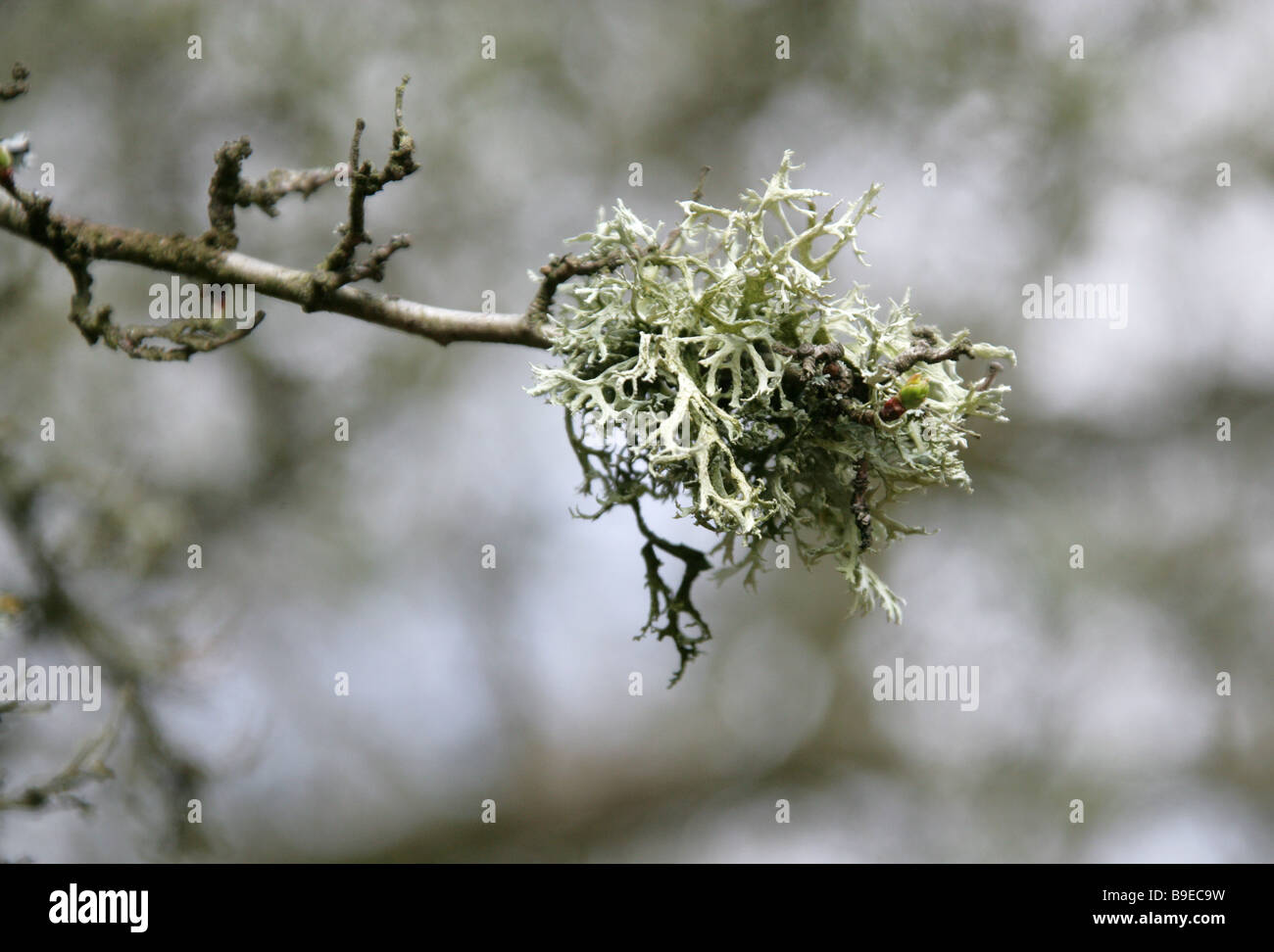 Graue Flechten wachsen auf einem Ast von Prunus Stockfoto