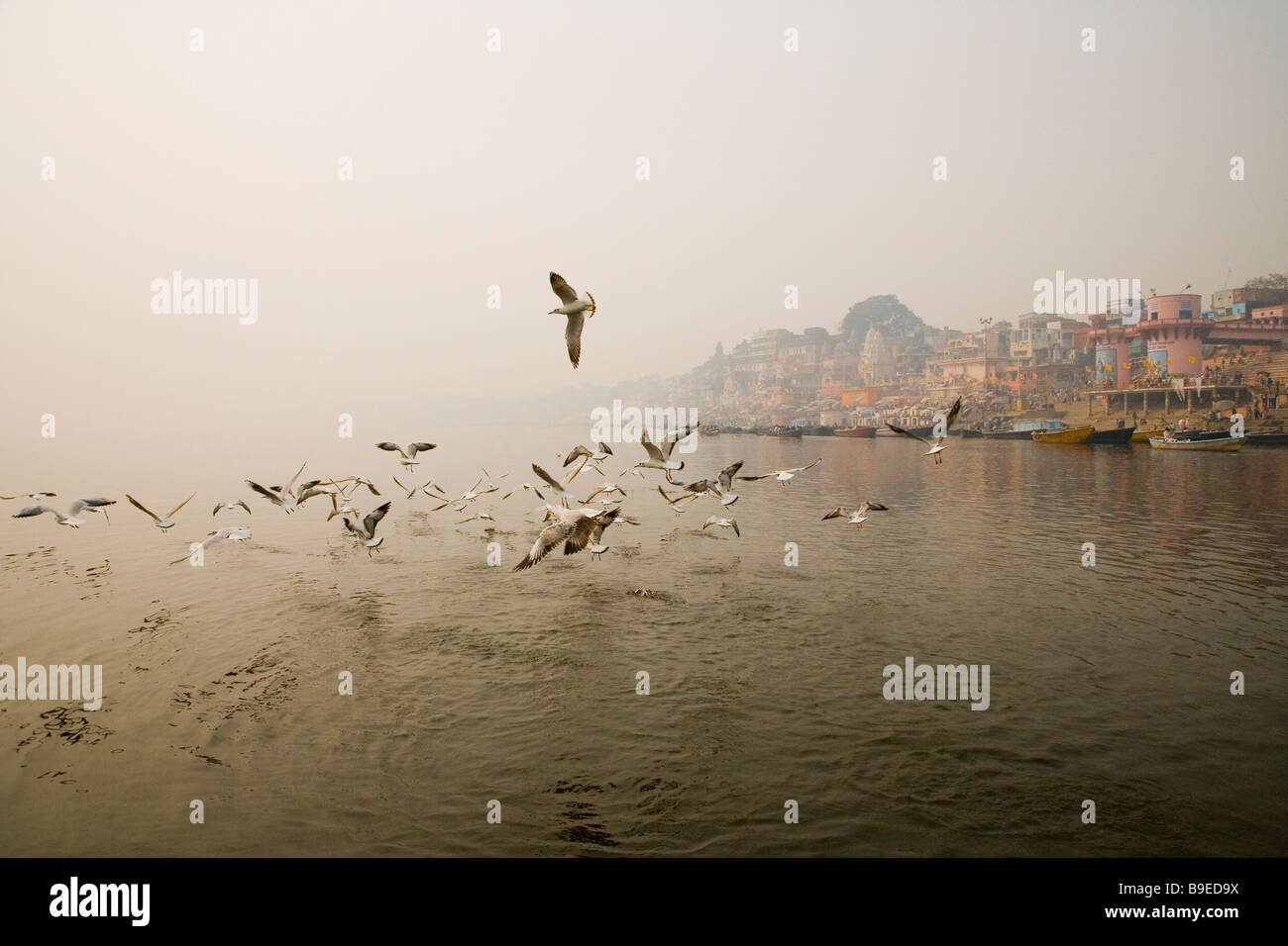 Enten fliegen über einem Fluss, Das Ashvamedha Ghat, Fluss Ganges, Varanasi, Uttar Pradesh, Indien Stockfoto