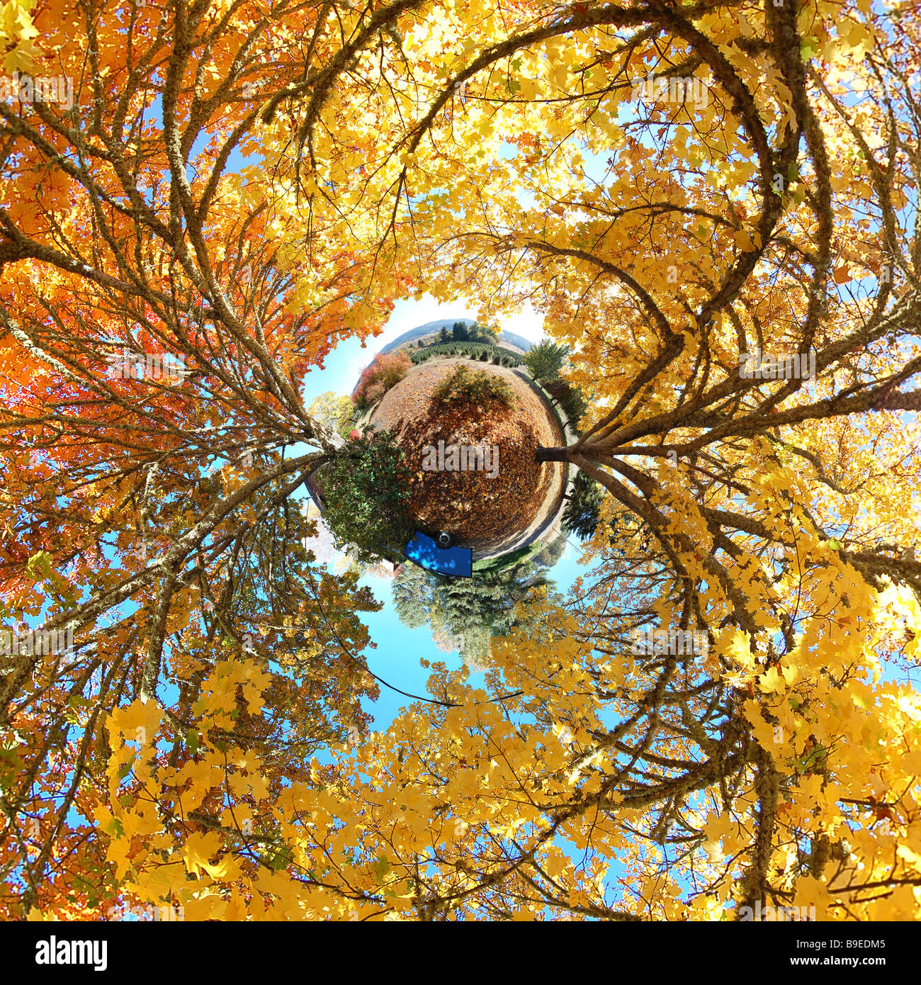 360 x 180 Bild eines Baumes Oktober Stockfoto