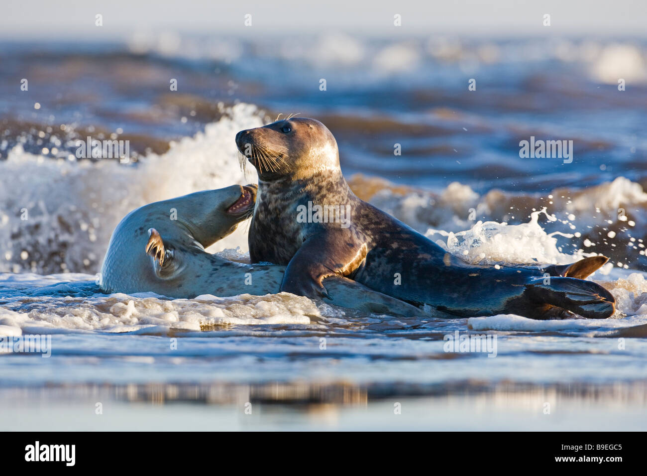 Halichoerus Grypus grau versiegeln paar kleben. Lincolnshire Dezember 2008 Stockfoto