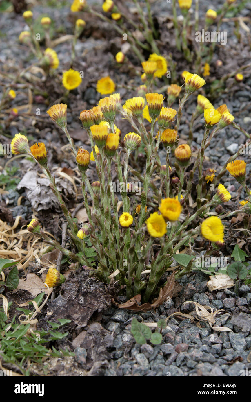 Huflattich, Tussilago Farfara, Asteraceae Stockfoto