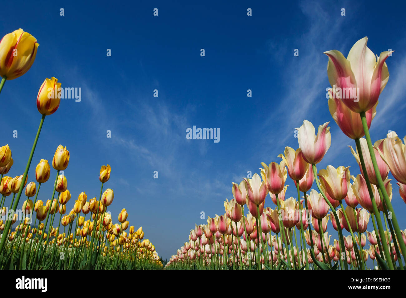 Niedrigen Winkel Ansicht von Tulpen in einem Garten, Indira Gandhi Tulpe, Srinagar, Jammu und Kaschmir, Indien Stockfoto