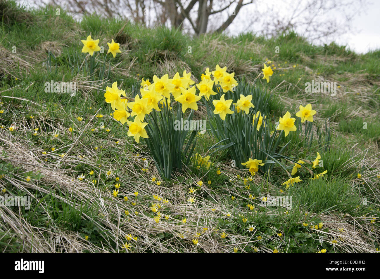 Wilde Narzissen und kleinen Celandines, Ranunculus Ficaria, wachsen auf einem Grassy Bank im März Stockfoto