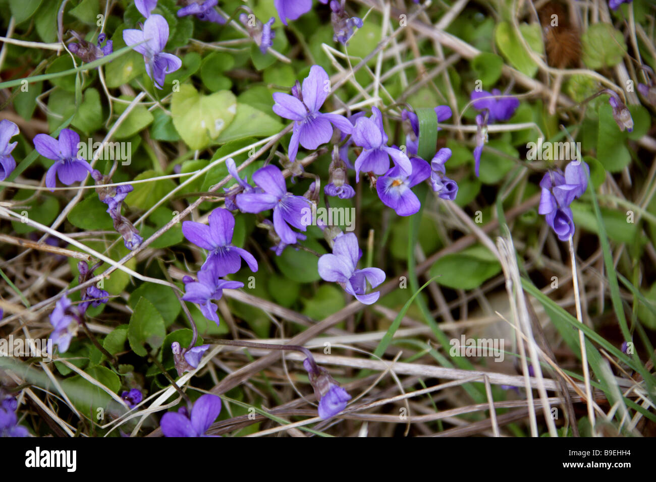 Gemeinsamen Hund Violet, Viola Riviniana, Violaceae Stockfoto