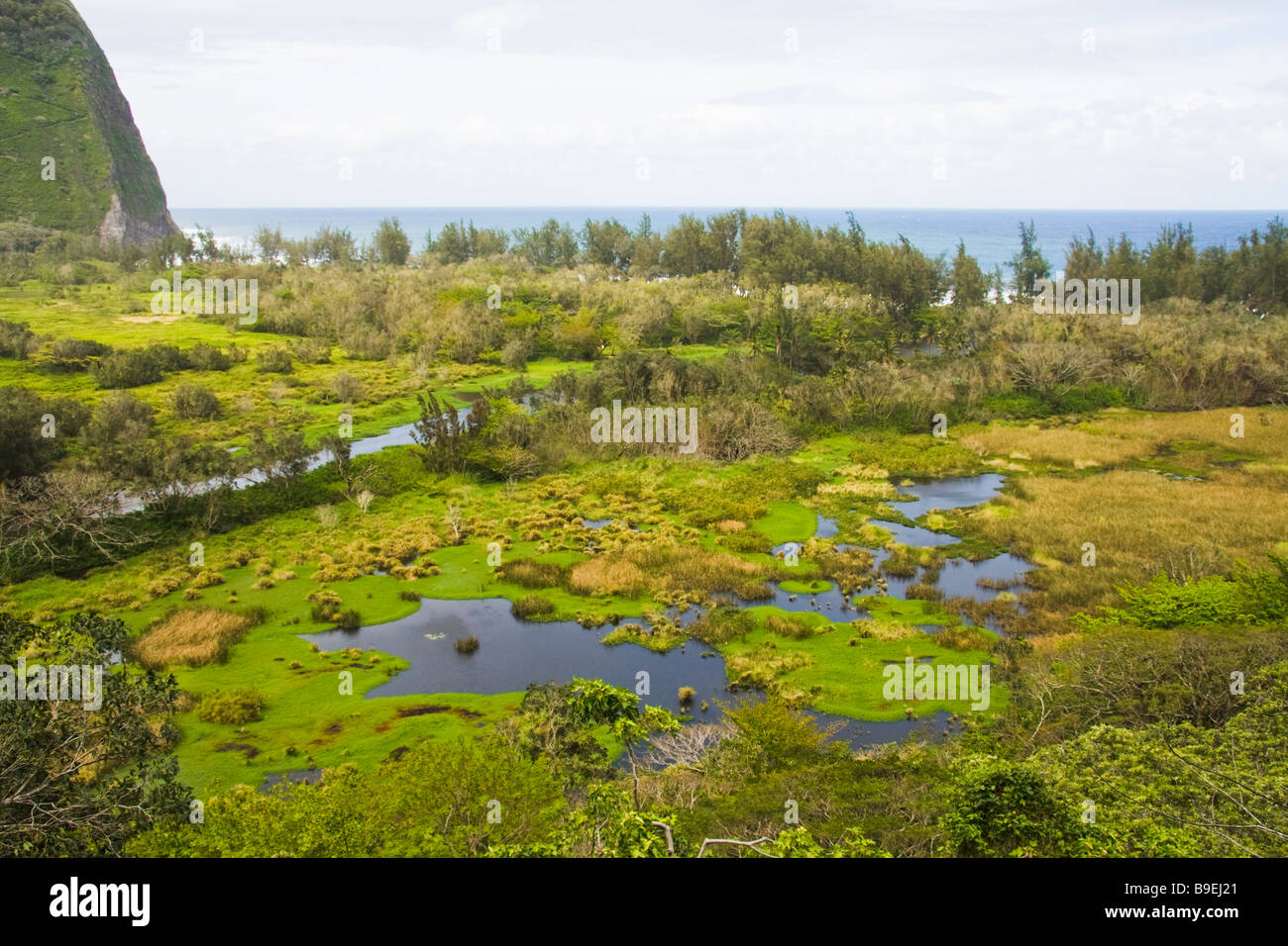 Waipio Valley, Big Island, Hawaii, USA Stockfoto