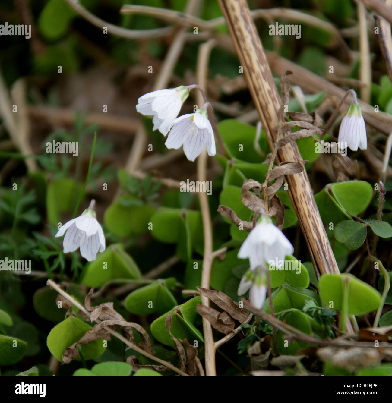 Sauerklee, Oxalis Acetosella, Oxalidaceae Stockfoto