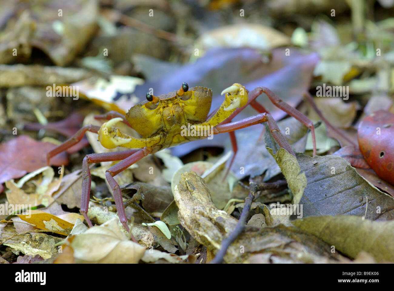 Bunte "Spider Crab" (Madagapotamon Humberti) in Laubstreu in Ankarana spezielle Reserve, Madagaskar. Stockfoto