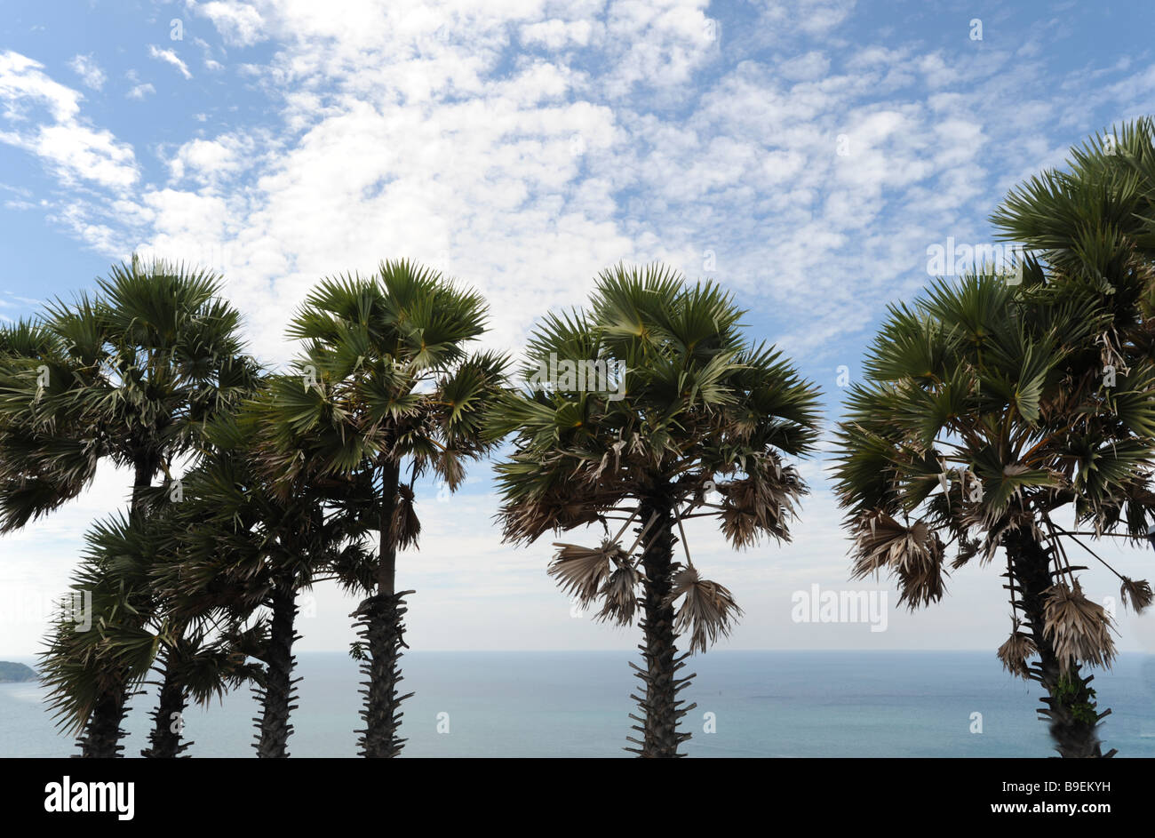 Palmen am Promthep Cape an Tha Südspitze von Phuket Thailand Stockfoto