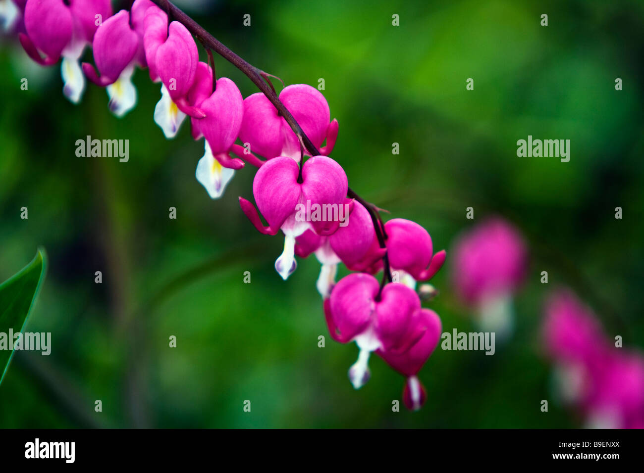 Tränendes Herz (Dicentra Spectabilis) Stockfoto