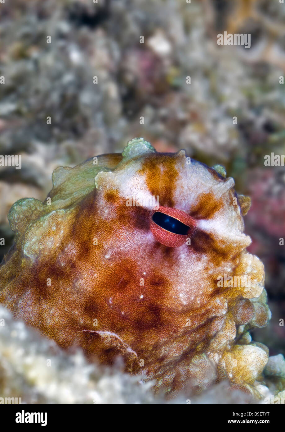 Dieses gemeinsame Riff Oktopus Auge starrt unverwandt rund um das Riff in der Nähe von seinem Haus in Gurnard Boden in der malaysischen Celebes-See. Stockfoto