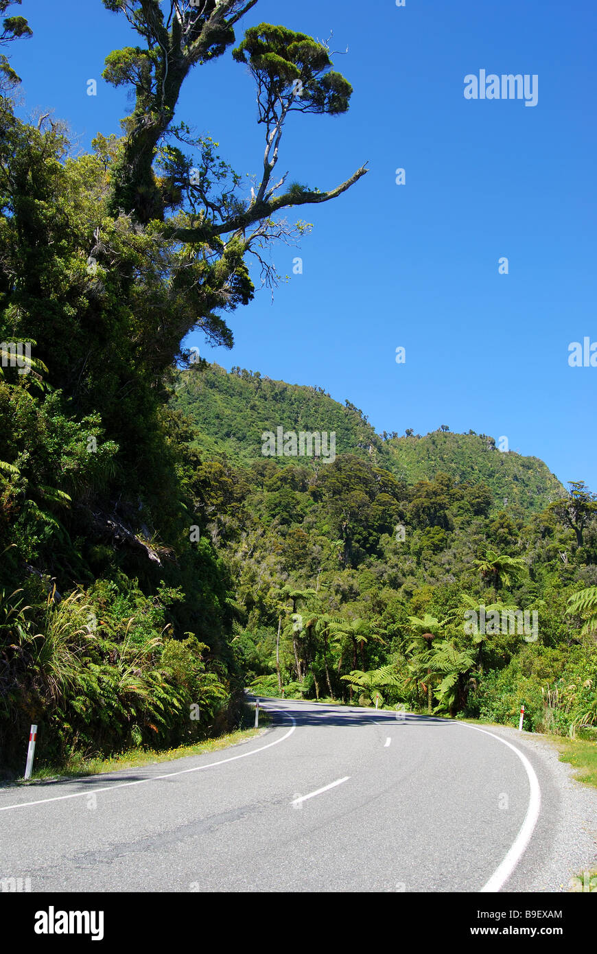 National Highway 6 durch Buschlandschaft, Paparoa National Park, West Coast, Südinsel, Neuseeland Stockfoto