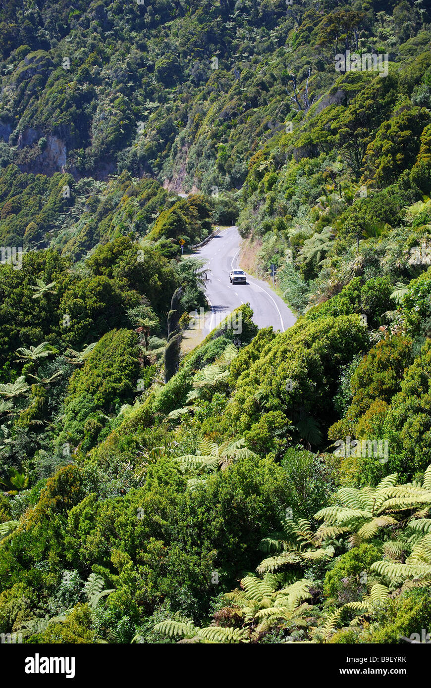Küstenstraße durch Busch, Paparoa National Park, West Coast, Südinsel, Neuseeland Stockfoto