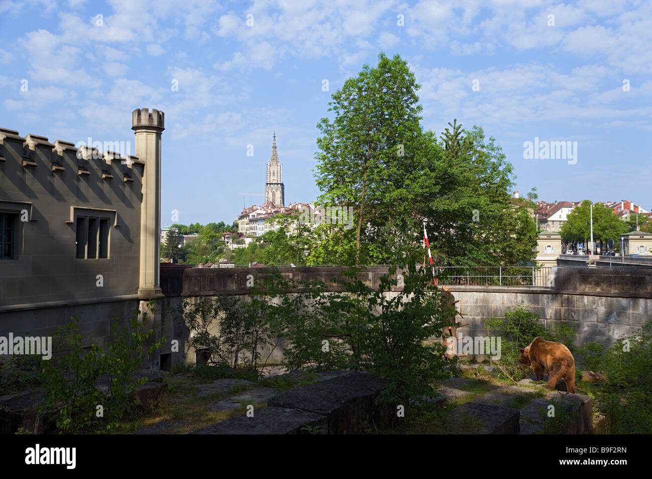 Bären im Bärengraben Altstadt Bern Kanton Bern Schweiz Stockfoto