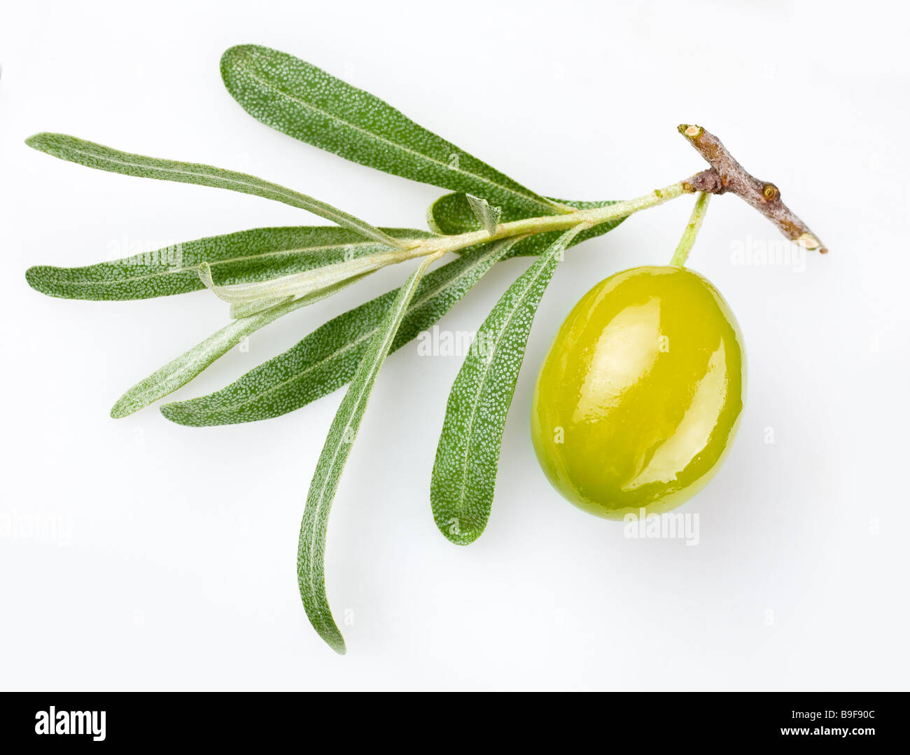 Grüne olive Stockfoto