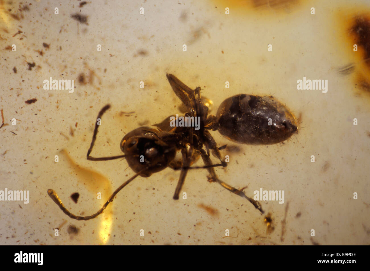Bernstein mit Insekt Aufnahme (Ameise) Stockfoto