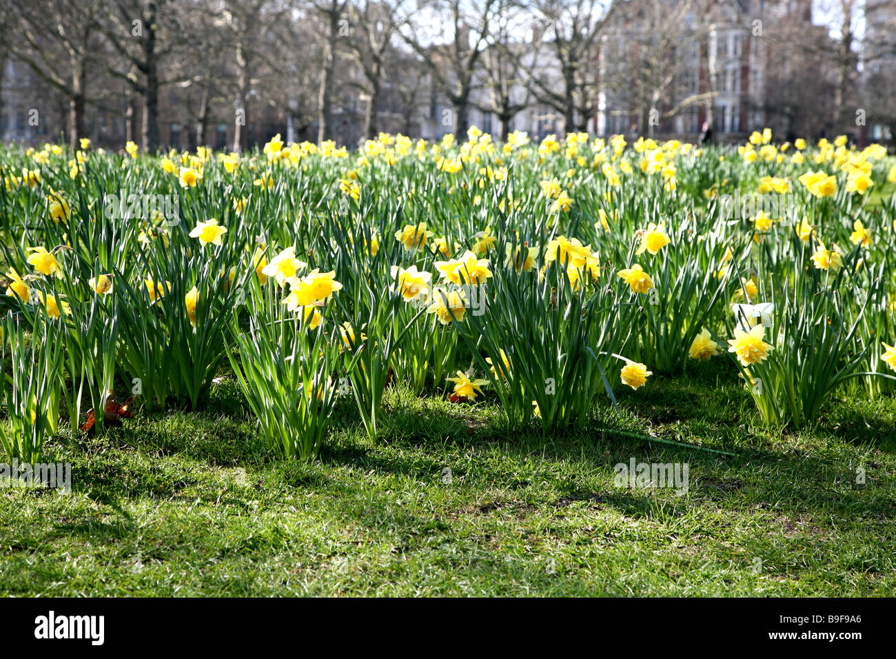 Frühlings-Blüte in St James Park in London Stockfoto