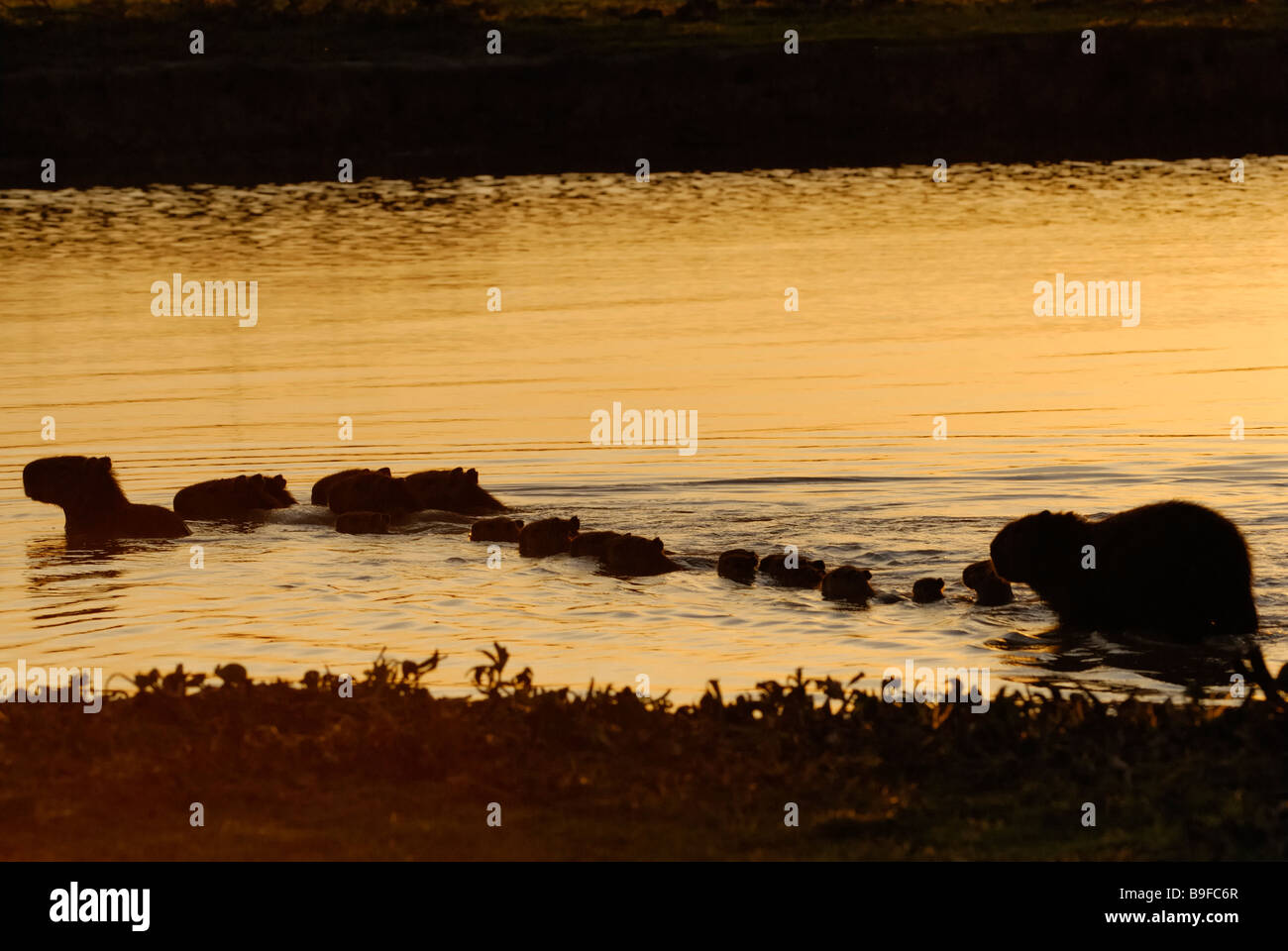 Silhouette der Meerschweinchen mit ihren jungen in Fluss, Venezuela Stockfoto