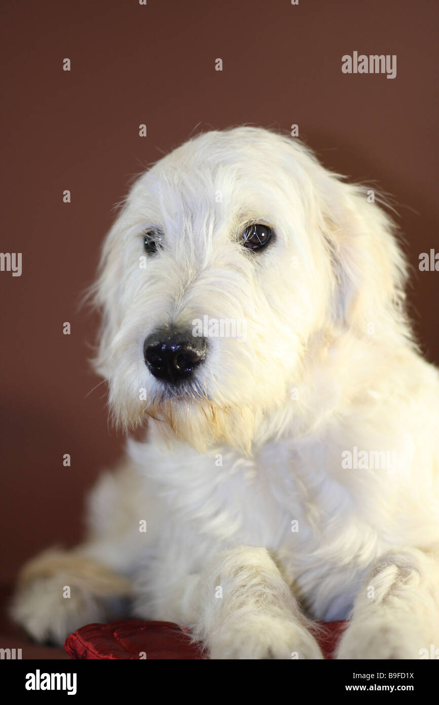 Nahaufnahme des Hundes liegen vor rotem Hintergrund Stockfoto