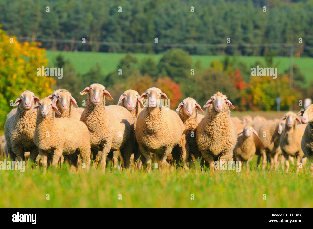 Herde von Schafen stehen im Feld, Franken, Bayern, Deutschland Stockfoto