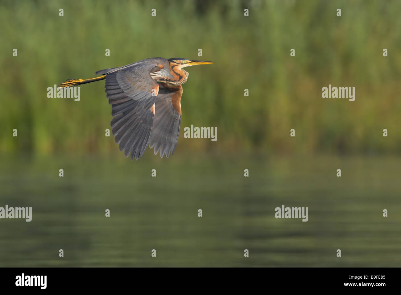 Heron über Fluss fliegen Stockfoto