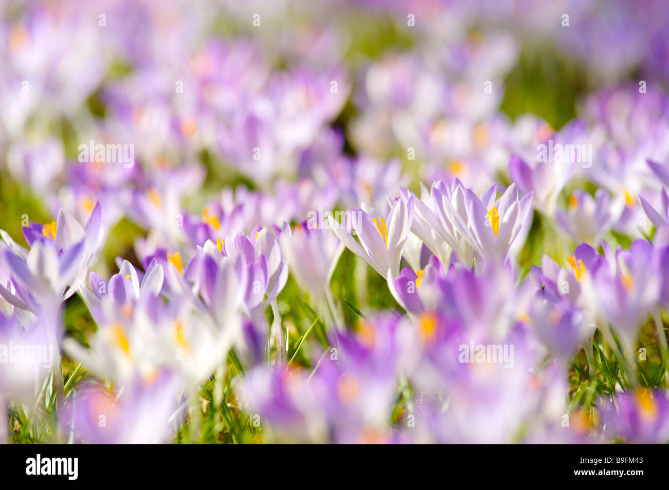 Waldboden bedeckt mit Krokusse München Bayern Deutschland Europa Stockfoto