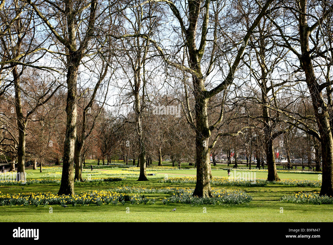 Frühlings-Blüte in St James Park, London Stockfoto