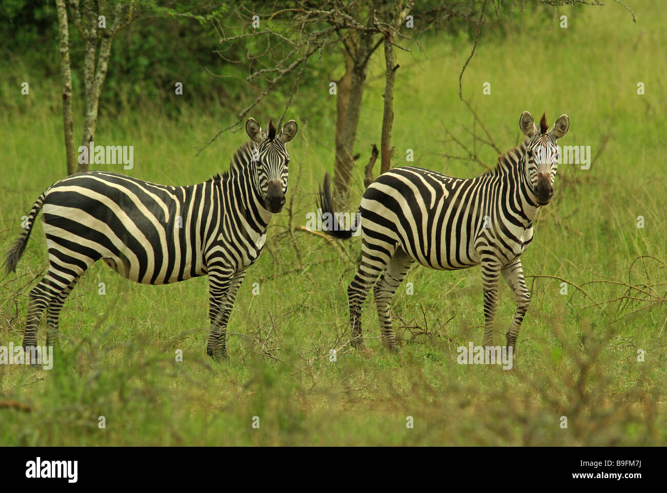 Burchell Zebra - Equus burchelli Stockfoto