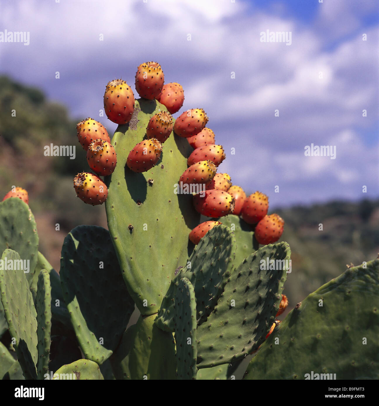 ItalienSardinien FeigenKaktus Opuntia FicusIndica Detail Natur