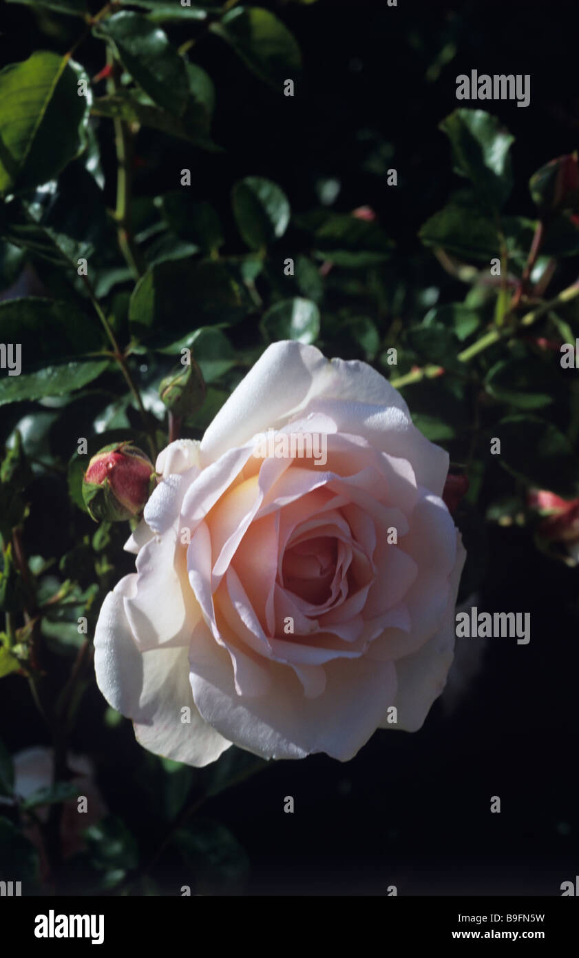 Martine guillot -Fotos und -Bildmaterial in hoher Auflösung – Alamy