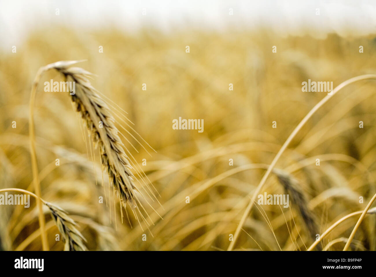 Landwirtschaft Agrar-Wirtschaft Anbau Boden-Auslastung close-up Bereich Wirtschaft Essen gelbe Körner-Getreideanbau Stockfoto