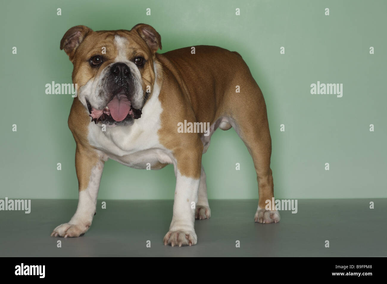 Englische Bulldogge Tiere Säugetiere Haustiere Haus-Hund züchten Hund Rasse-Hund Schmerzen-Zucht Bulldogs Bulldogge braun-weiß steht Stockfoto