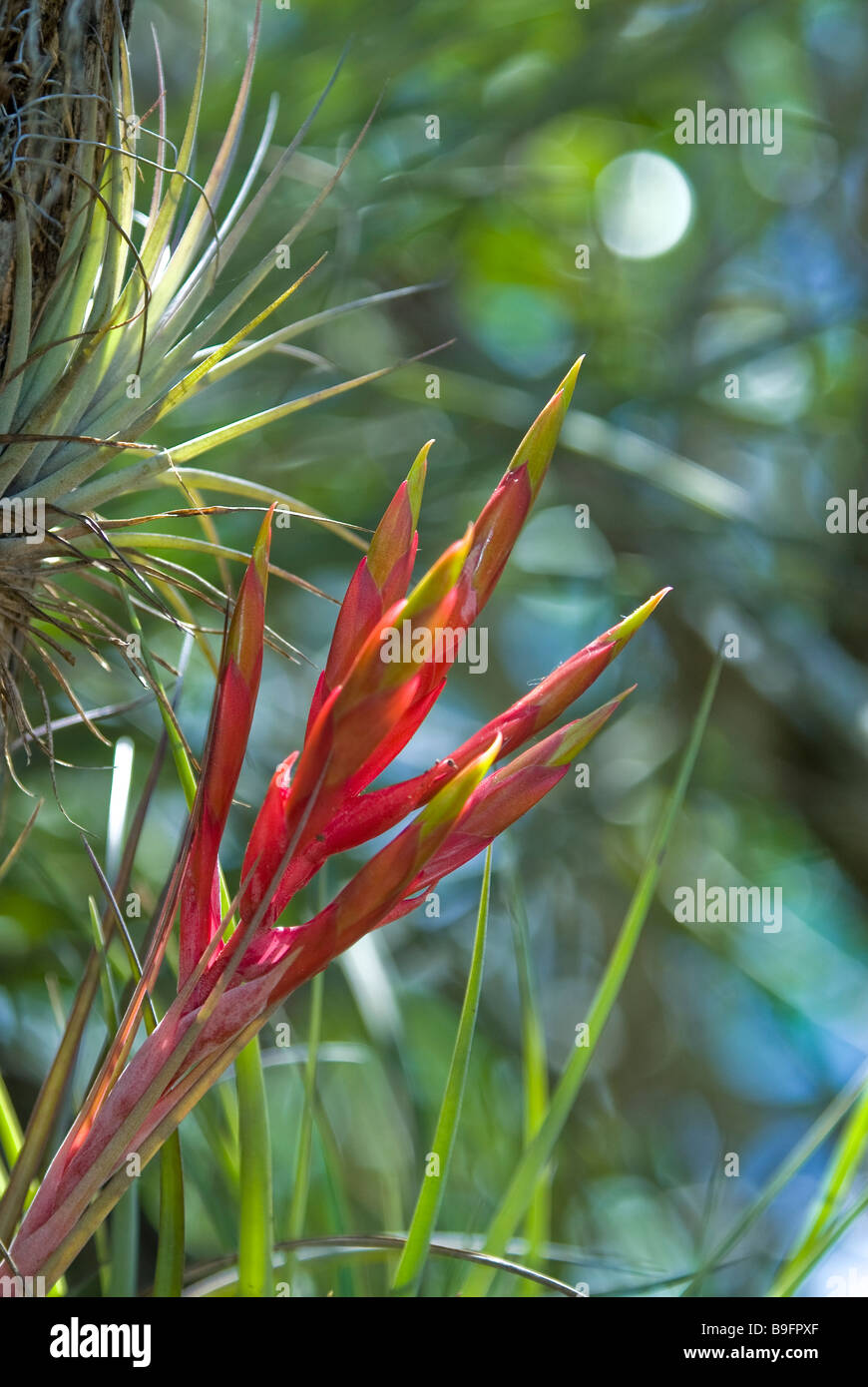 Epiphyten Pflanze Stockfotos und -bilder Kaufen - Alamy